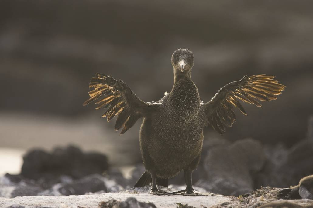 Galapagos Cormorant stretches it's unflying wings