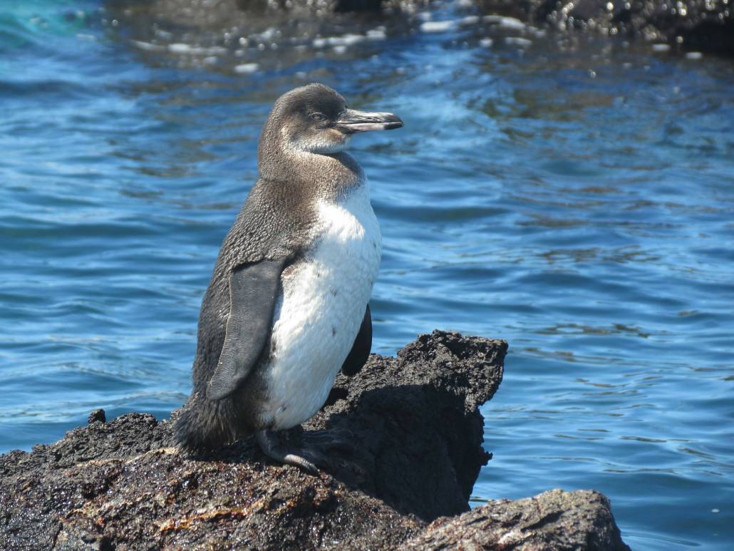 A Galapagos penguin stands on a rock