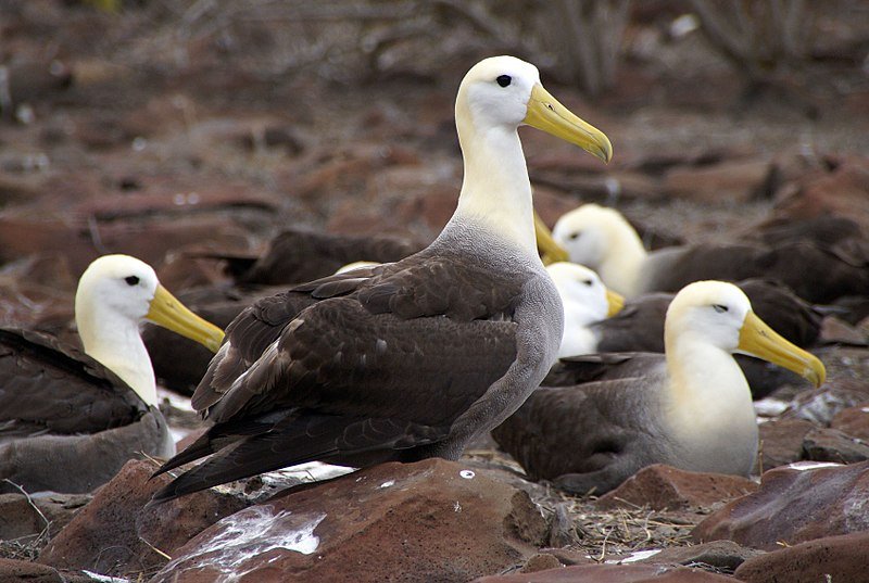 6 Galapagos Albatross group together, one looks out while the others rest