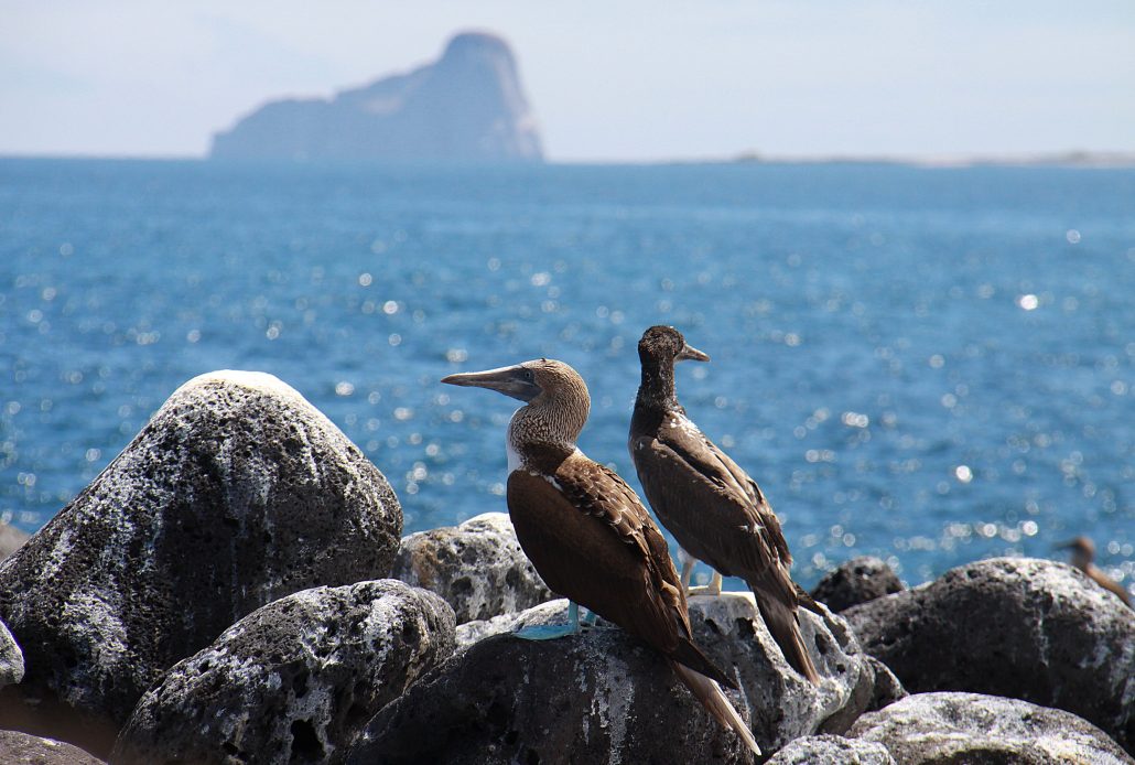 Galapagos Blaufußtölpel Pärchen beim Blick auf das Meer