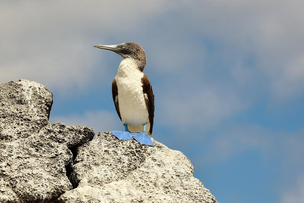 the blue-footed booby is the mascot of the Galapagos Islands