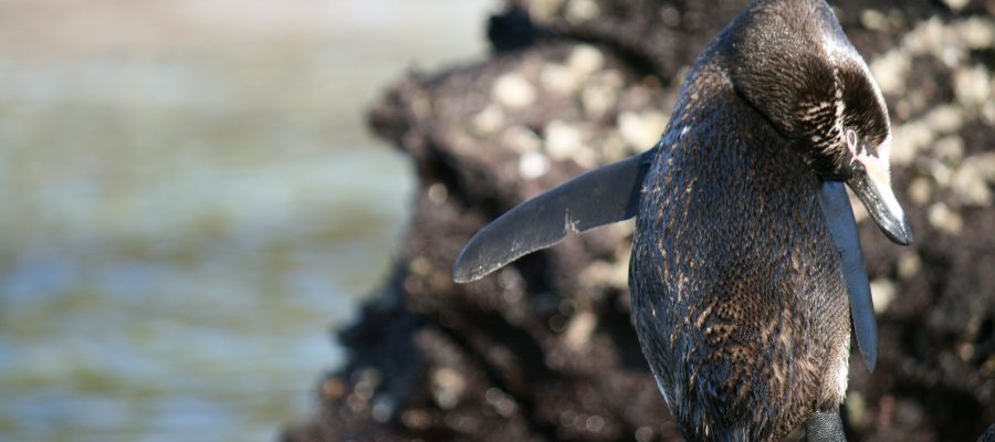 Flexible Galapagos penguin on Bartolome Island