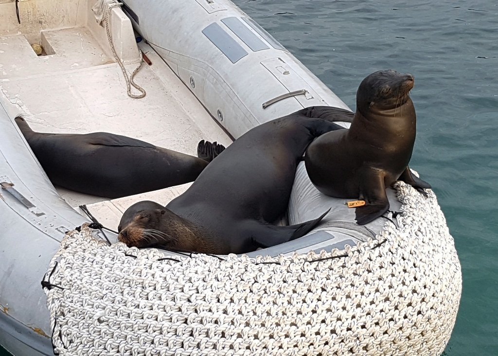 3 sea lions in a rubber boat
