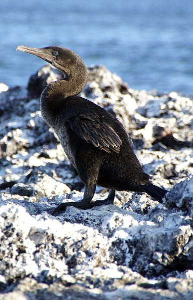 The Flightless Cormorant on Isabela Island in the Galapagos
