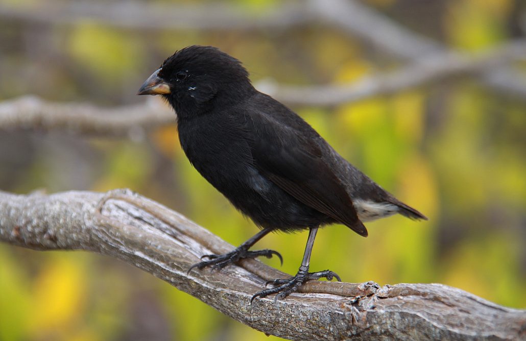 Black Darwin finch sitting on a branch in the Galapagos Islands