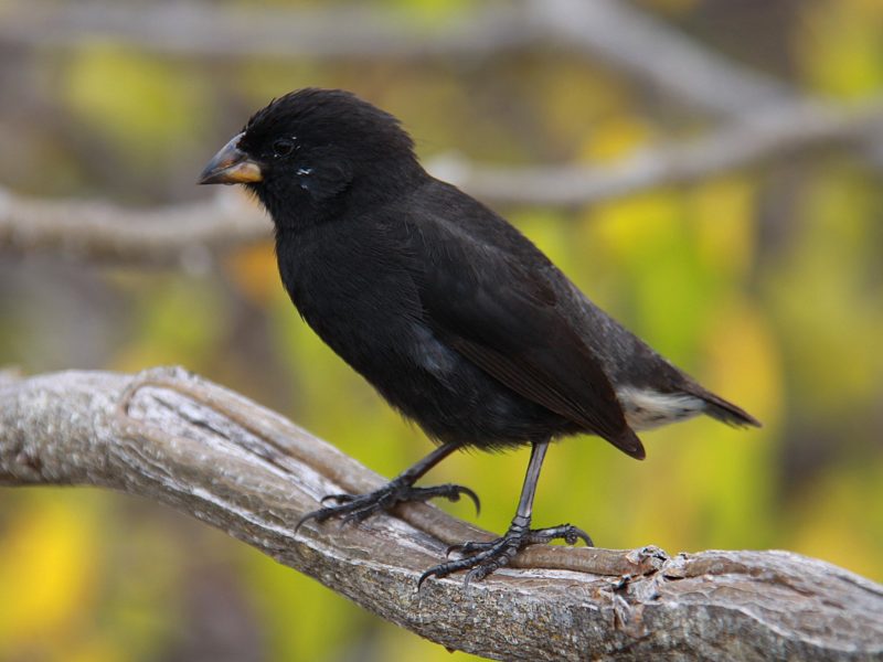 Black Darwin finch sitting on a branch in the Galapagos Islands