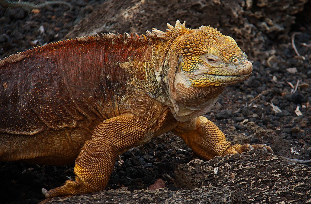 A golden iguana looks for food in the Santa Fé