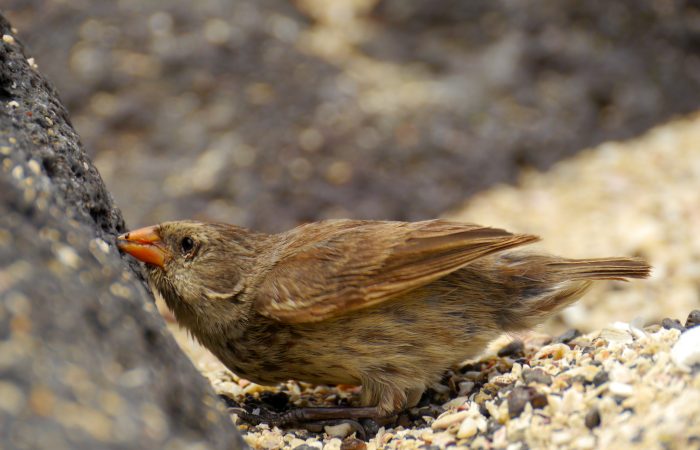 Galapagos Islands endemic brown Darwin finch searches for food