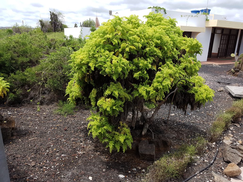 Charles Darwin Station auf Galapagos - Beispiel eines Scalesien-Busches