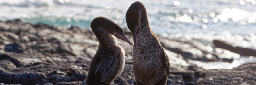 Südamerika, Ecuador, Galapagos Inseln, Insel Fernandina, flugunfähiger Kormoran, Galapagosscharbe (Phalacrocorax harrisi), auch Galapagos Kormoran oder Stummelkormoran, endemisch // South America, Ecuador, Galapagos Islands, Insel Fernandina, Flightless Cormorant,endemic