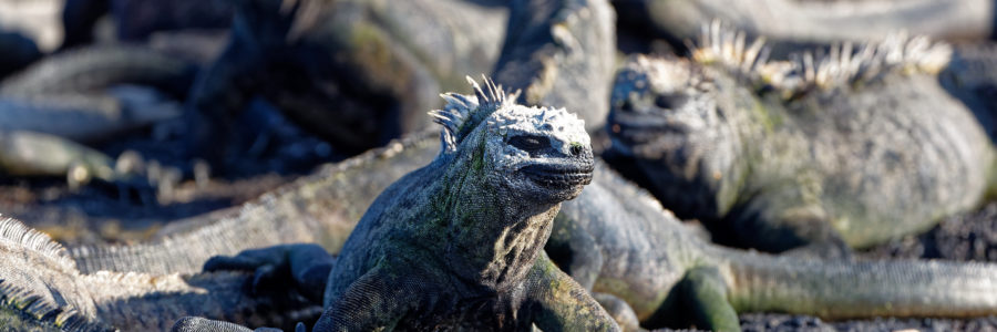 Südamerika, Ecuador, Galapagos Inseln, Insel Fernandina, Marine Iguana, Meerleguan (Amblyrhynchus cristatus), Rote klippenkrabbe (Grapsus grapsus) // South America, Ecuador, Galapagos Islands, Fernandina Island, Marine Iguana,  (Amblyrhynchus cristatus), Sally Lightfood Crab (Grapsus grapsus)