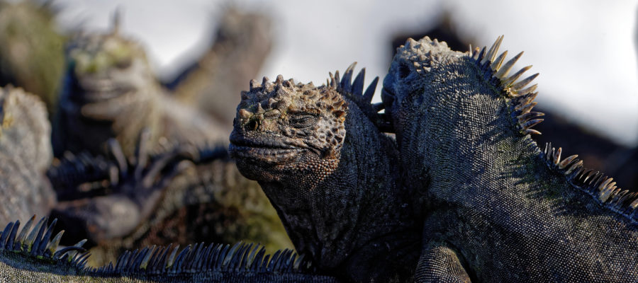 Südamerika, Ecuador, Galapagos Inseln, Insel Fernandina, Marine Iguana, Meerleguan (Amblyrhynchus cristatus), Rote klippenkrabbe (Grapsus grapsus) // South America, Ecuador, Galapagos Islands, Fernandina Island, Marine Iguana,  (Amblyrhynchus cristatus), Sally Lightfood Crab (Grapsus grapsus)