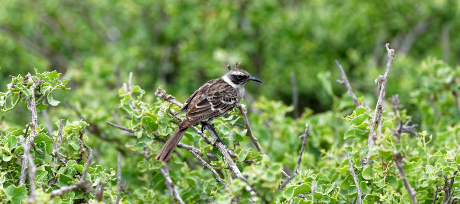 Südamerika, Ecuador, Galapagos Inseln, Insel Genovesa, Galapagos-Spottdrossel (Mimus parvulus)// South America, Ecuador, Galapagos Islands, Genovesa Island (Tower Island) , Genovesa, Galapagos mockingbird (Mimus parvulus)