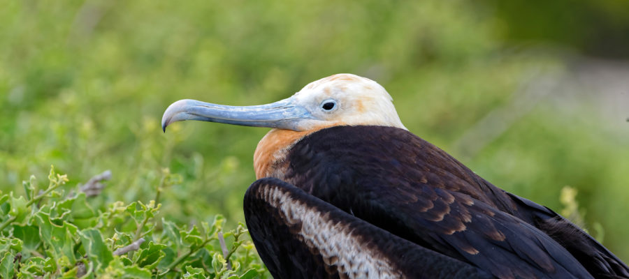 Südamerika, Ecuador, Galapagos Inseln, Insel Genovesa,  Bindenfregattvogel (Fregata minor)// South America, Ecuador, Galapagos Islands, Genovesa Island (Tower Island) , Great Frigatebird (Fregata minor)