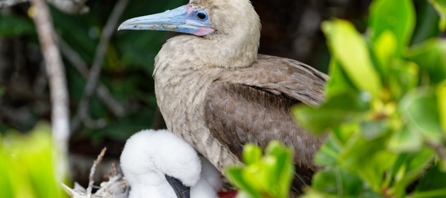 Südamerika, Ecuador, Galapagos Inseln, Insel Genovesa, Rotfuß-Tölpel , Rotfusstölpel (Sula sula)/ South America, Ecuador, Galapagos Islands, Genovesa Island (Tower Island) ,Red-footed Booby (Sula sula)