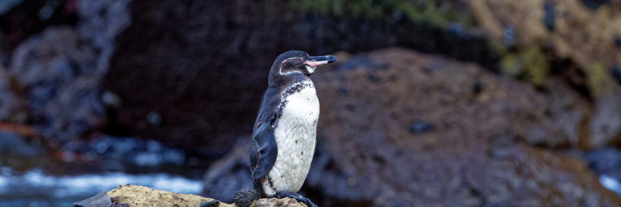 Südamerika, Ecuador, Galapagos Inseln, Insel Isabela Nordwest, Punta Vicente Roca, Galapagos Pinguin (Spheniscus mendiculus)// South America, Ecuador, Galapagos Islands, Isabella Island Punta Vicente Roca, Galápagos penguin (Spheniscus mendiculus)