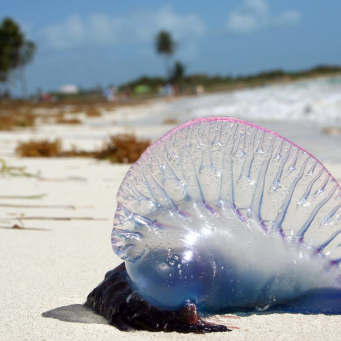 credit Portugese man o war