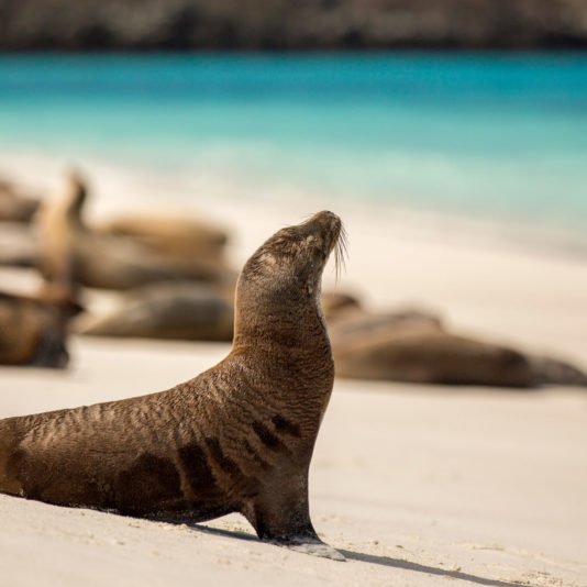 sea lion cropped