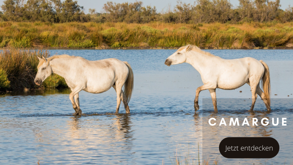 Tierwelten Camargue Pferd - Galapagos PRO