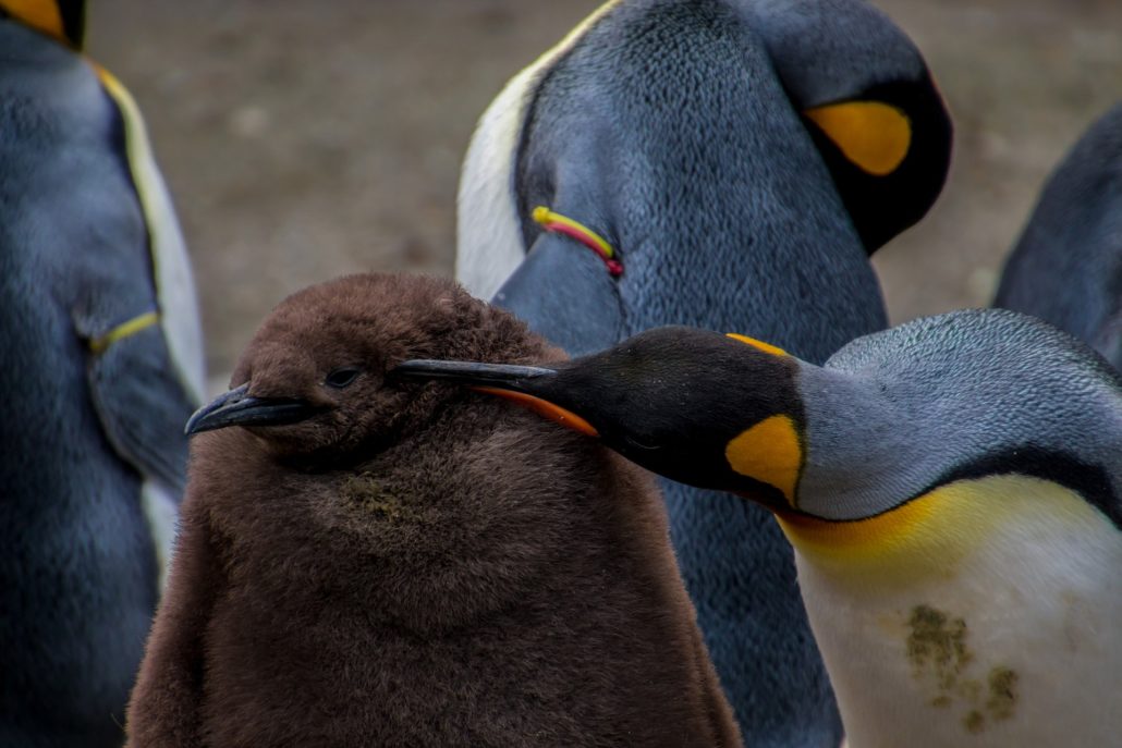 Pinguine mit Galapagos PRO entdecken