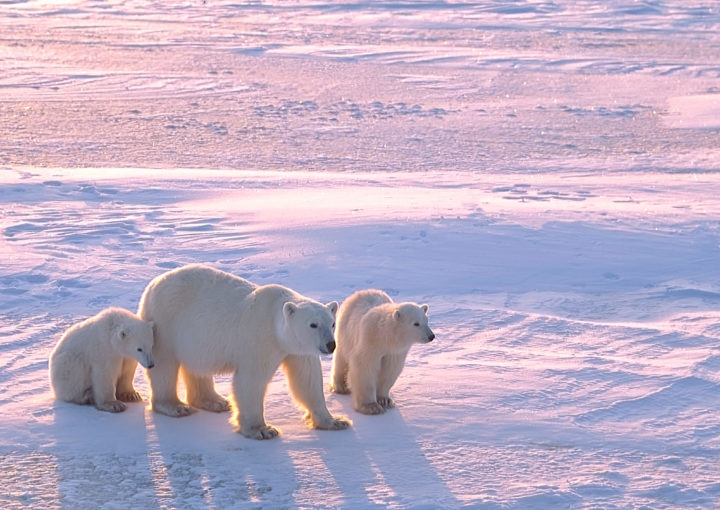 Eisbären mit Galapagos PRO entdecken