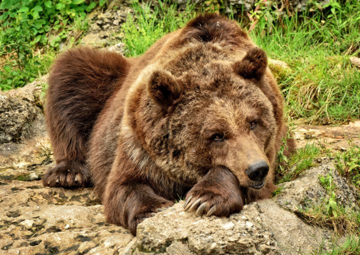 Der Braunbär