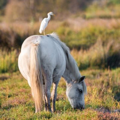 Carmargue Pferd mit Galapag PRO entdecken