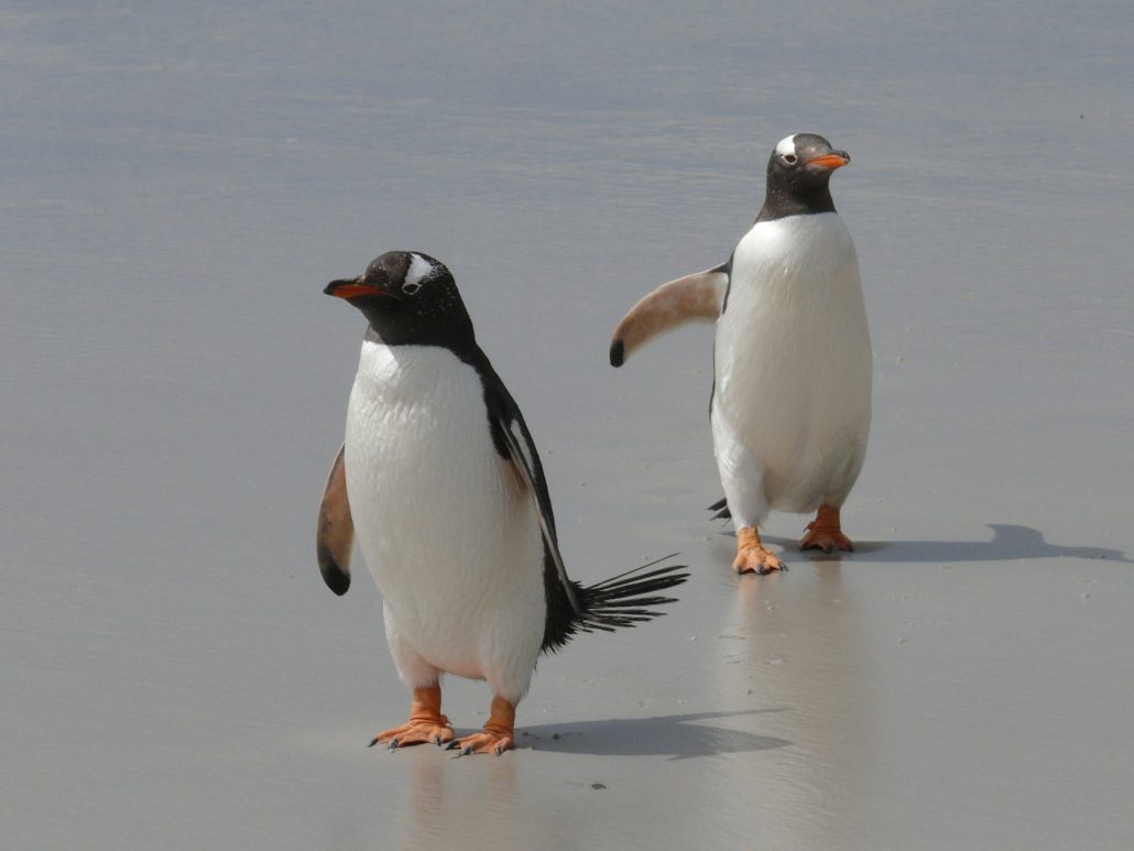 Pinguine mit Galapagos PRO entdecken