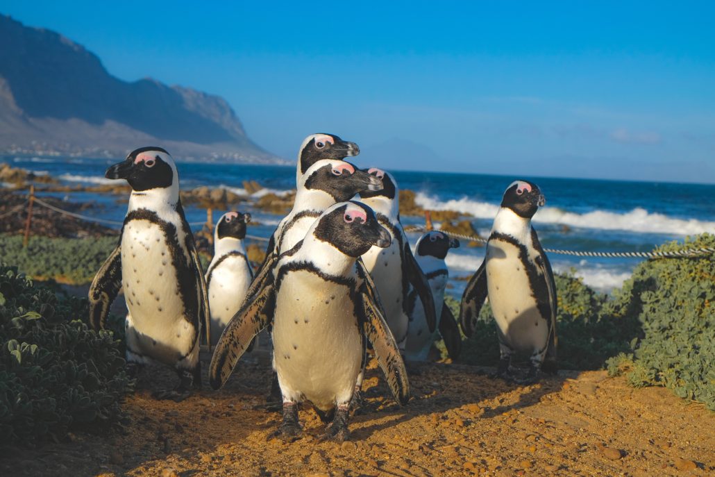 Pinguine mit Galapagos PRO entdecken - Magellanpinguin