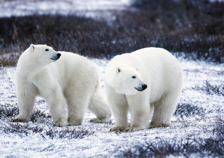 Eisbären mit Galapagos PRO entdecken