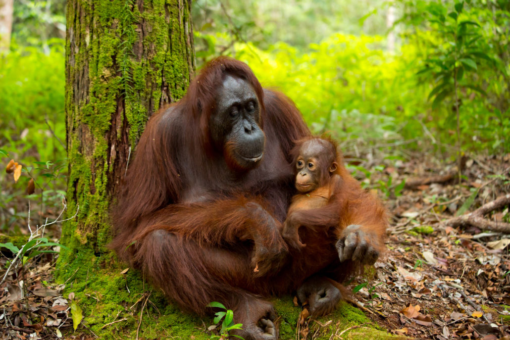 Orang-Utan mit Galapagos PRO entdecken