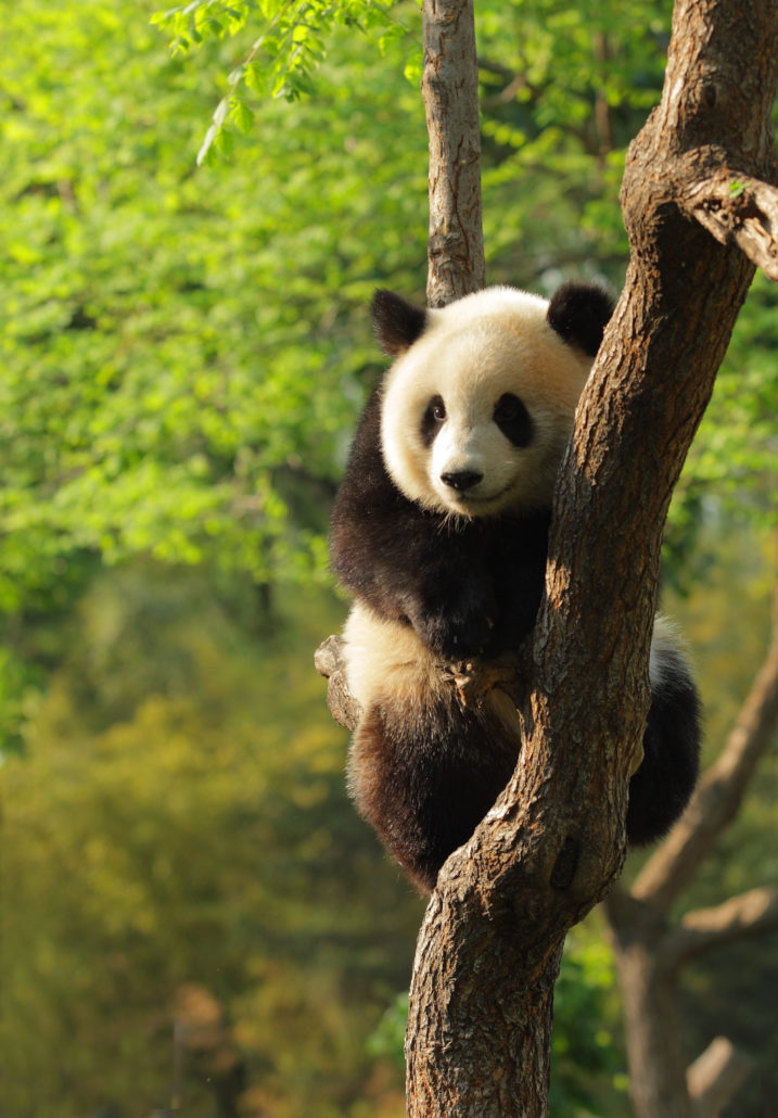 Panda mit Galapagos PRO entdecken