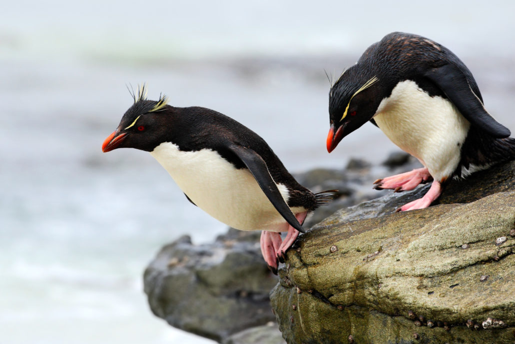 Pinguine mit Galapagos PRO entdecken - Felsen Pinugin