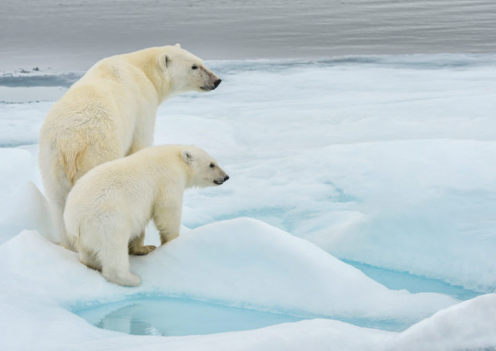 Eisbären mit Galapagos PRO entdecken