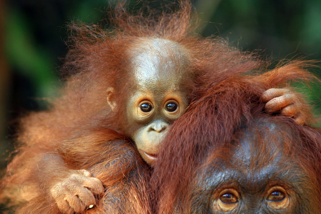 Orang-Utan mit Galapagos PRO entdecken