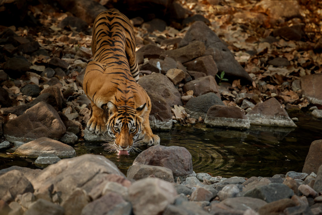 Bengal-Tiger mit Galapagos-PRO entdecken