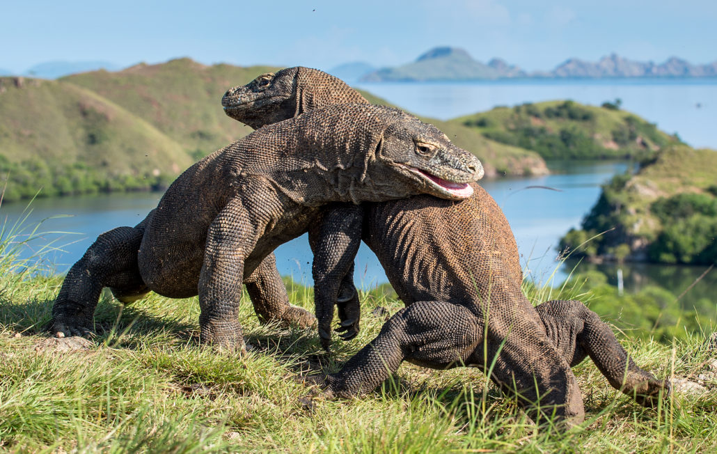 Warane mit Galapagos PRO entdecken