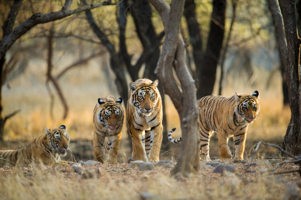 Bengal-Tiger mit Galapagos PRO entdecken