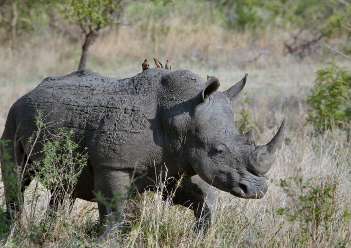 Das Nashorn mit Galapagos PRO entdecken