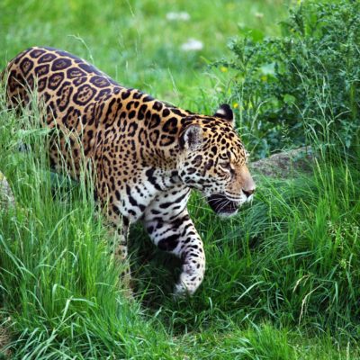 Jaguar mit Galapagos PRO entdecken