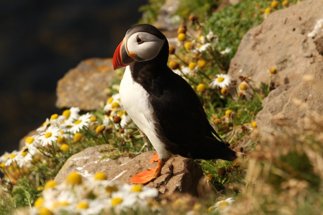 Papageitaucher mit Galapagos PRO entdecken