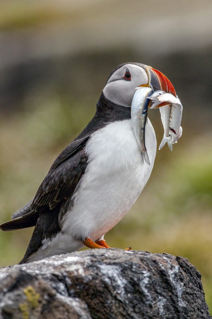 Papageitaucher mit Galapagos PRO entdecken