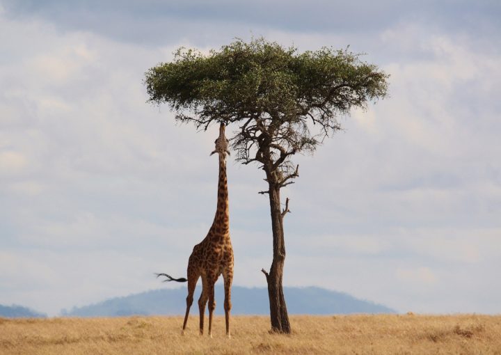 Giraffen mit Galapagos PRO entdecken