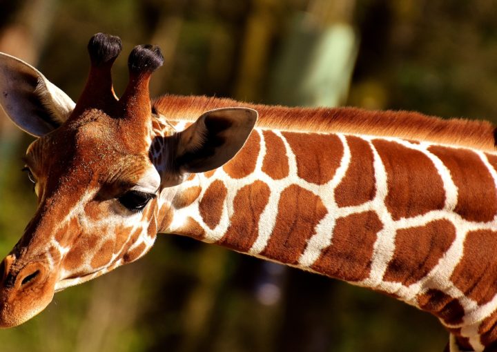 giraffe-2468715_1920