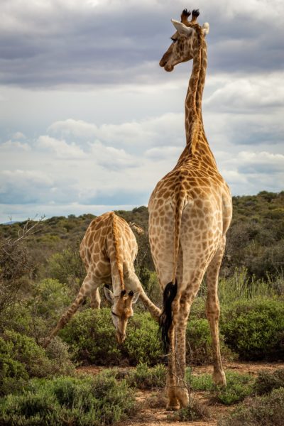 Giraffen mit Galapagos PRO entdecken