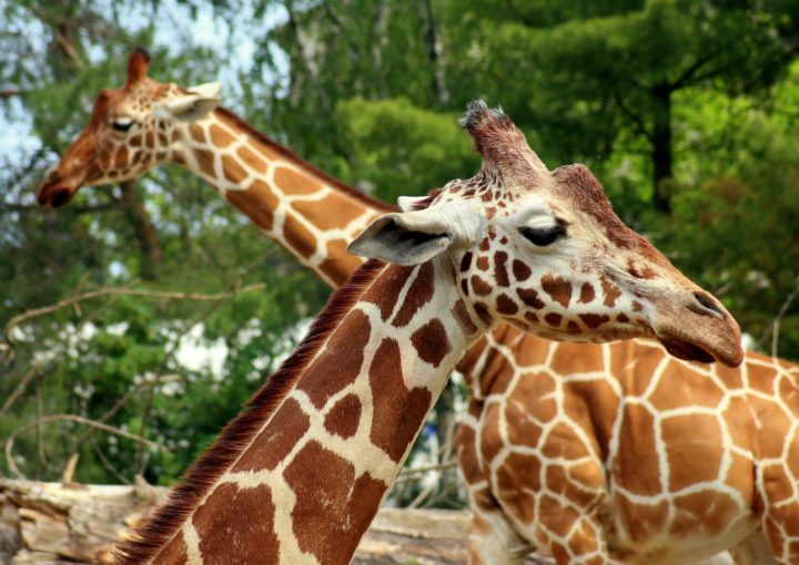 giraffe-4228990_1920