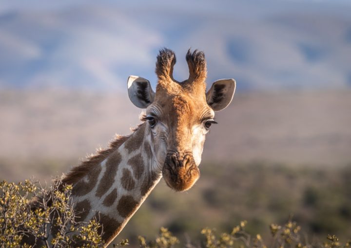 Giraffen mit Galapagos PRO entdecken