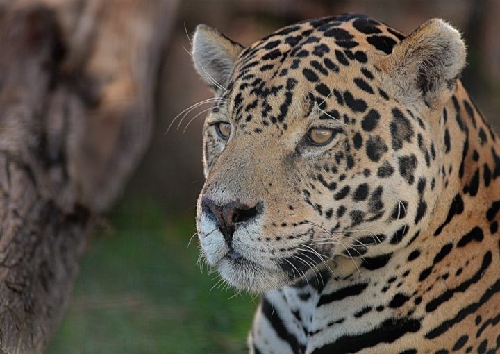 Jaguar mit Galapagos PRO entdecken