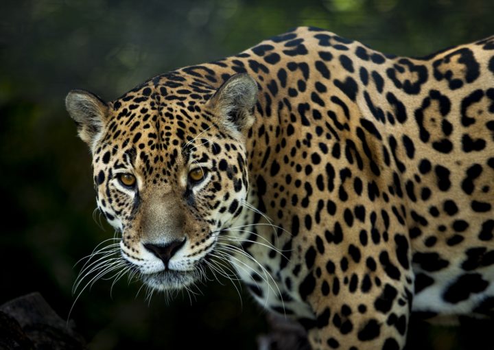 Jaguar mit Galapagos PRO entdecken