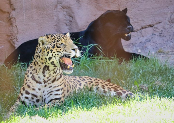 Leoparden mit Galapagos PRO entdecken